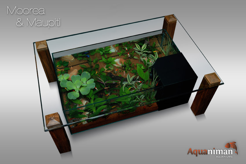 Table basse aquarium tortue
