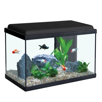 Table basse aquarium animalis