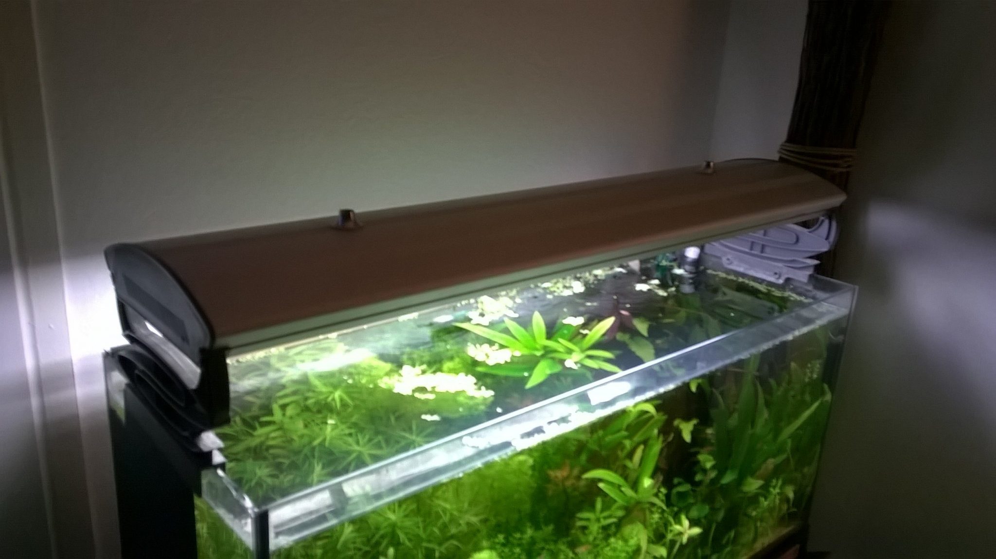 Table basse aquarium recifal