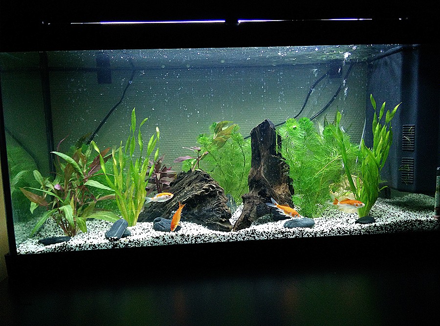 Table basse aquarium jardiland prix